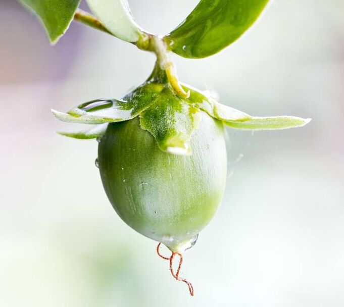 Huile anti-rides hydratante à base de fruit de jojoba